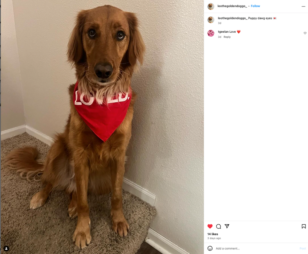 Loved Dog Bandana