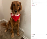 Loved Dog Bandana