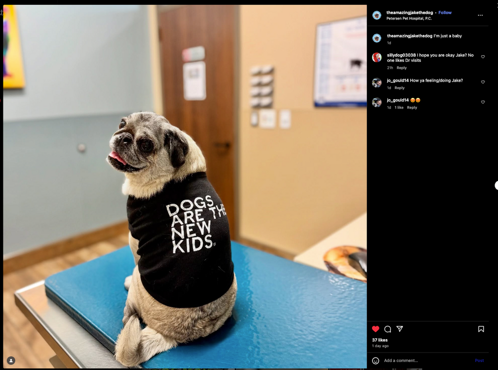 Dogs Are The New Kids Dog Shirt