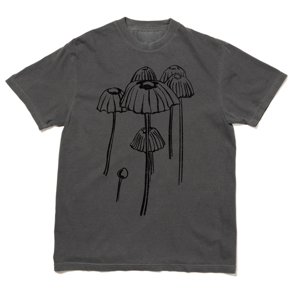 Marasmius Mushroom Heavyweight