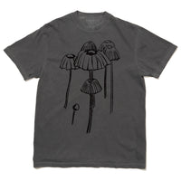 Marasmius Mushroom Heavyweight