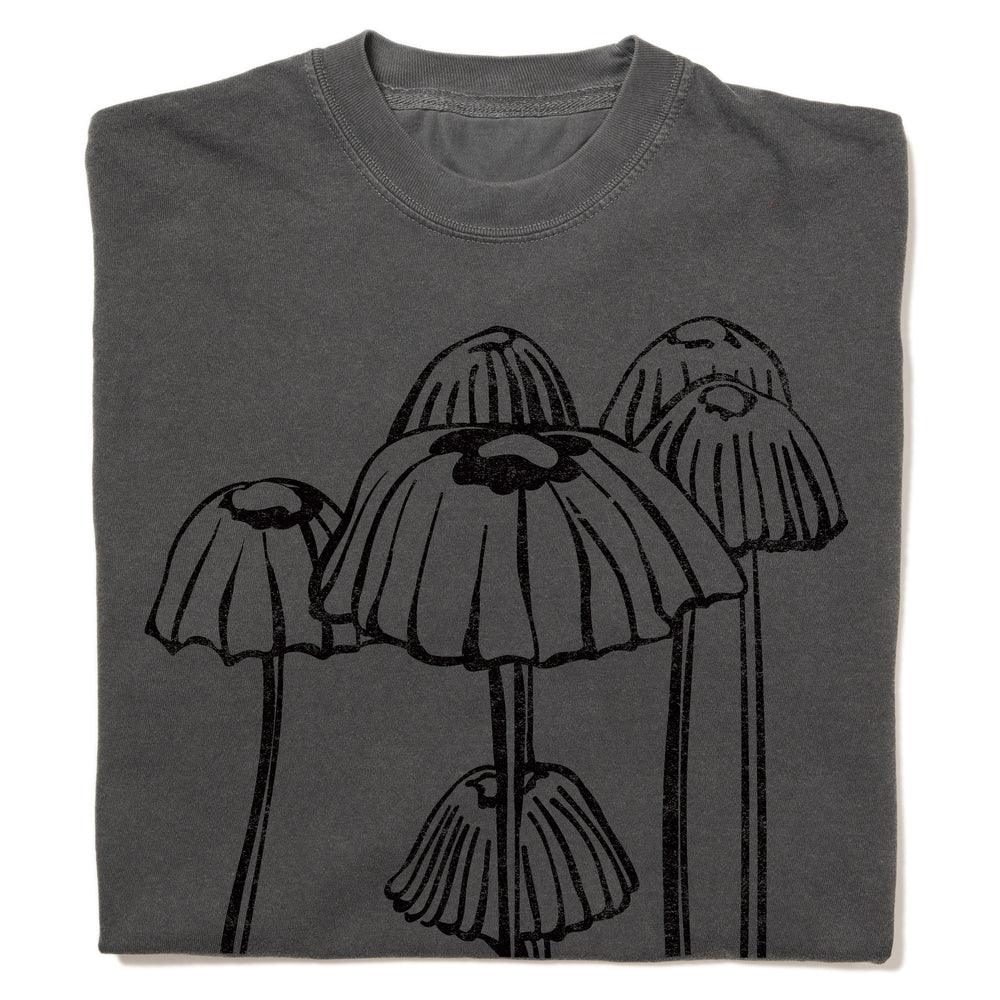 Marasmius Mushroom Heavyweight