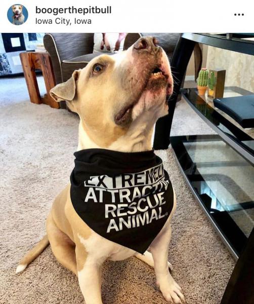 Extremely Attractive Dog Bandana – RAYGUN - Main Image