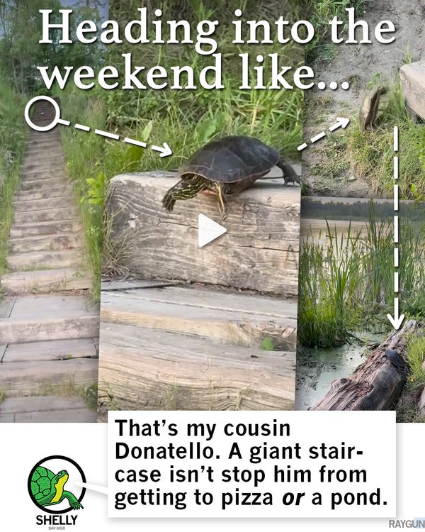 Turtle Descending a Staircase...