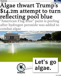 Let's Go Algae