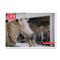 LIFE Magazine: Iowa State Fair Butter Cow Postcard