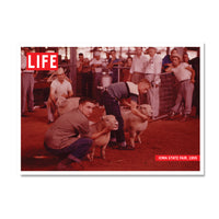 LIFE Magazine: Iowa State Fair Sheep Competition Postcard