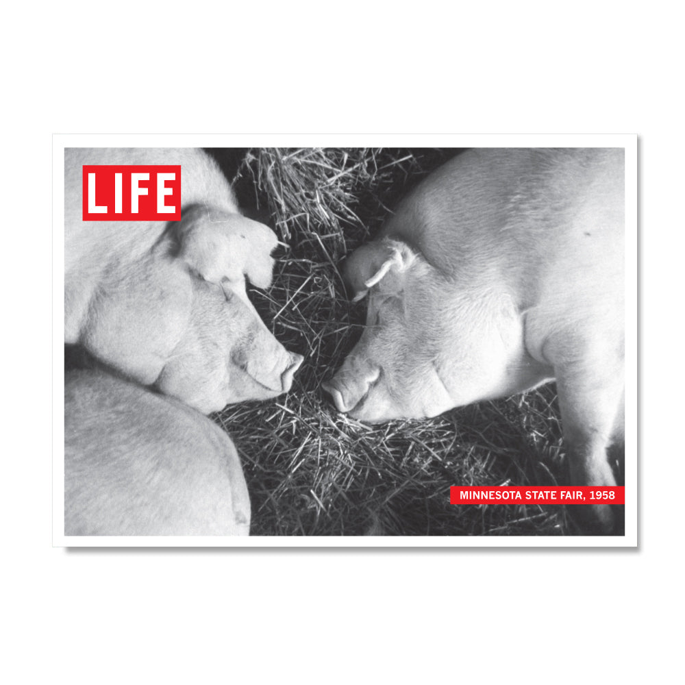 LIFE Magazine: Minnesota State Fair Pig Postcard