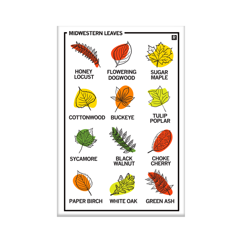 Vertical white magnet with a 3x4 grid of different leaf illustrations with their names below their pictures. The top left says, "MIDWESTERN LEAVES."