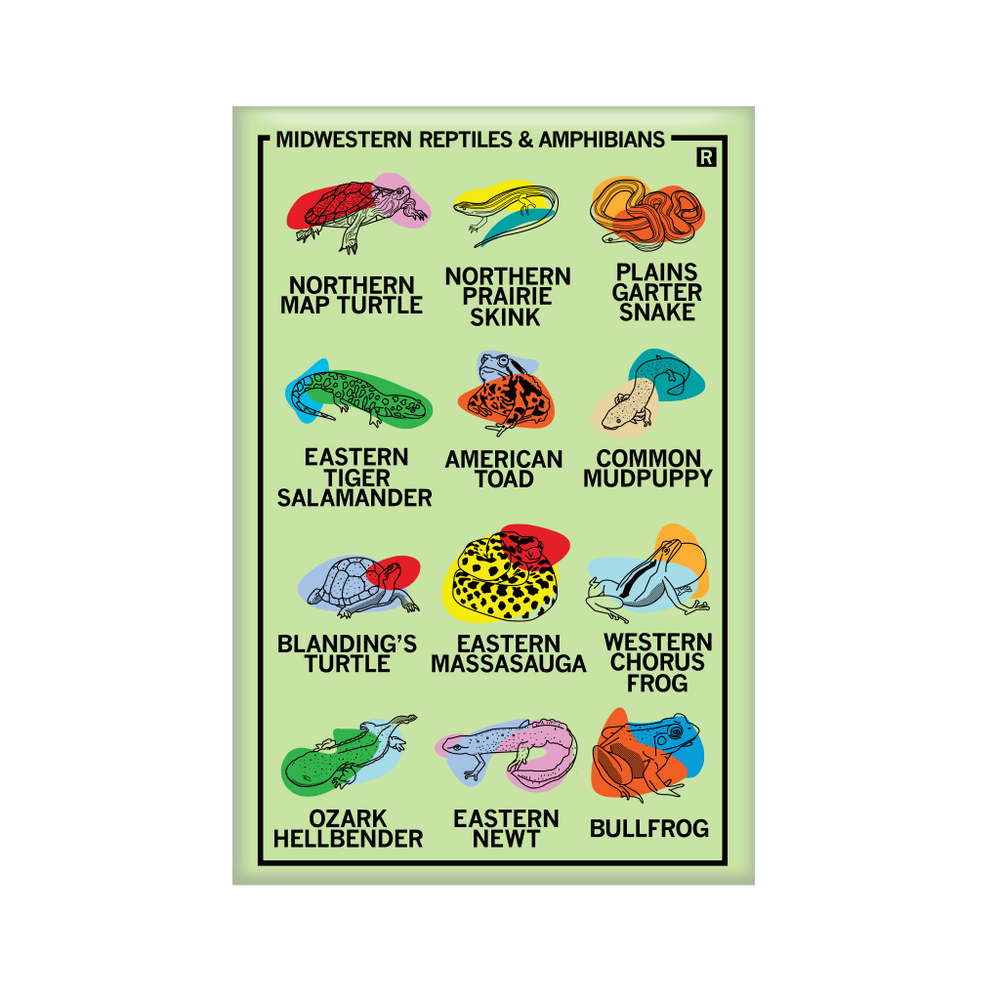 Vertical white magnet with a 3x4 grid of different frog, turtle, and snake illustrations with their names below their pictures. The top left says, "MIDWESTERN REPTILES & AMPHBIANS"