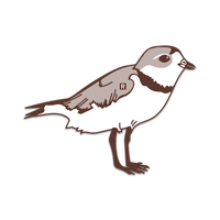 Brown and white die-cut sticker of a plover facing the right.