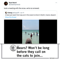 Orcas Don't Give AF
