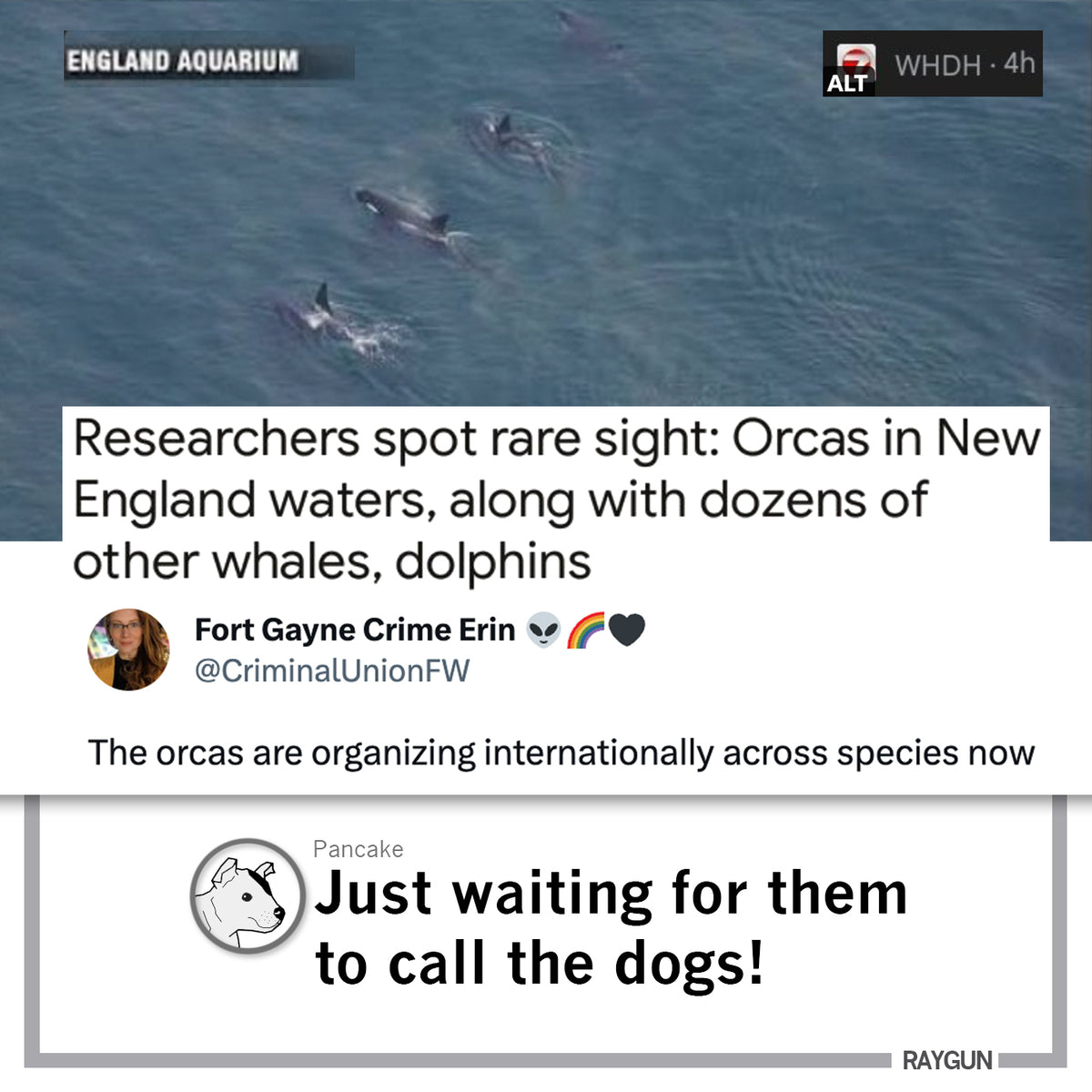 An aerial view of orcas and other marine life swimming in New England waters, captioned Just waiting for them to call the dogs! on a union made, sweatshop free RAYGUN t-shirt.