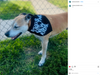 A tan dog wearing a black RAYGUN dog bandana with the white text DOGS ARE THE NEW KIDS stands near a chain-link fence.