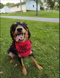 Part-Time Model Dog Bandana