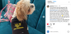 A small dog with light brown and white fur sits on a teal couch wearing a black RAYGUN dog shirt that says ASK ME ABOUT MY INSTAGRAM.