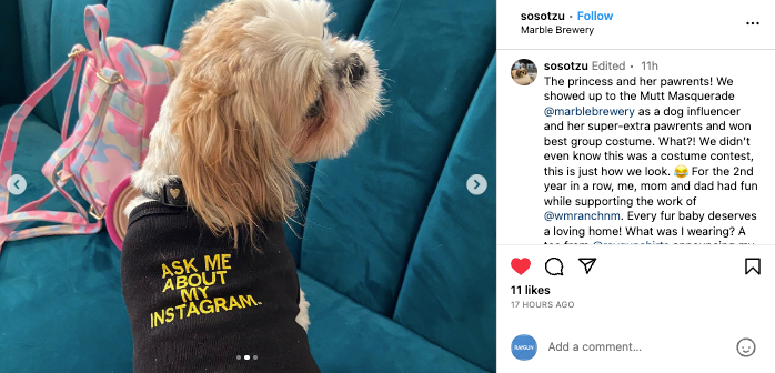 A small dog with light brown and white fur sits on a teal couch wearing a black RAYGUN dog shirt that says ASK ME ABOUT MY INSTAGRAM.