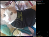 An orange and white cat lying on a patterned bedspread, wearing a black Instagram dog shirt that says Ask me about my Instagram in yellow letters.