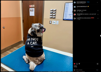 I'm Not A Cat Dog Shirt