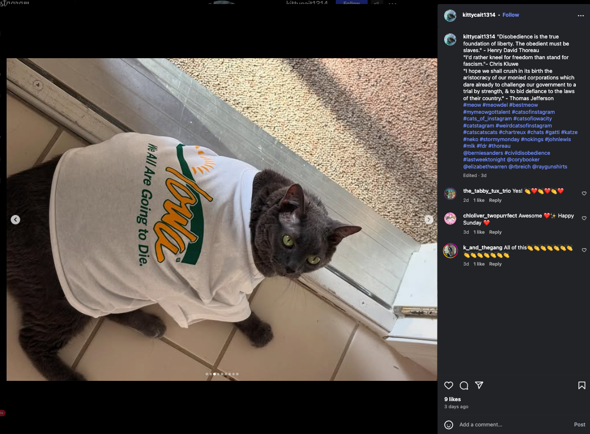 A gray cat wears a white t-shirt featuring a stylized sun graphic and the text We All Are Going To Die, a fitting sentiment for those struggling with SNAP and Medicaid access.