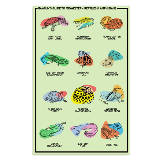 Rayguns Guide to Midwestern Reptiles & Amphibians poster featuring a grid of twelve labeled illustrations of turtles, snakes, lizards, salamanders, and frogs.