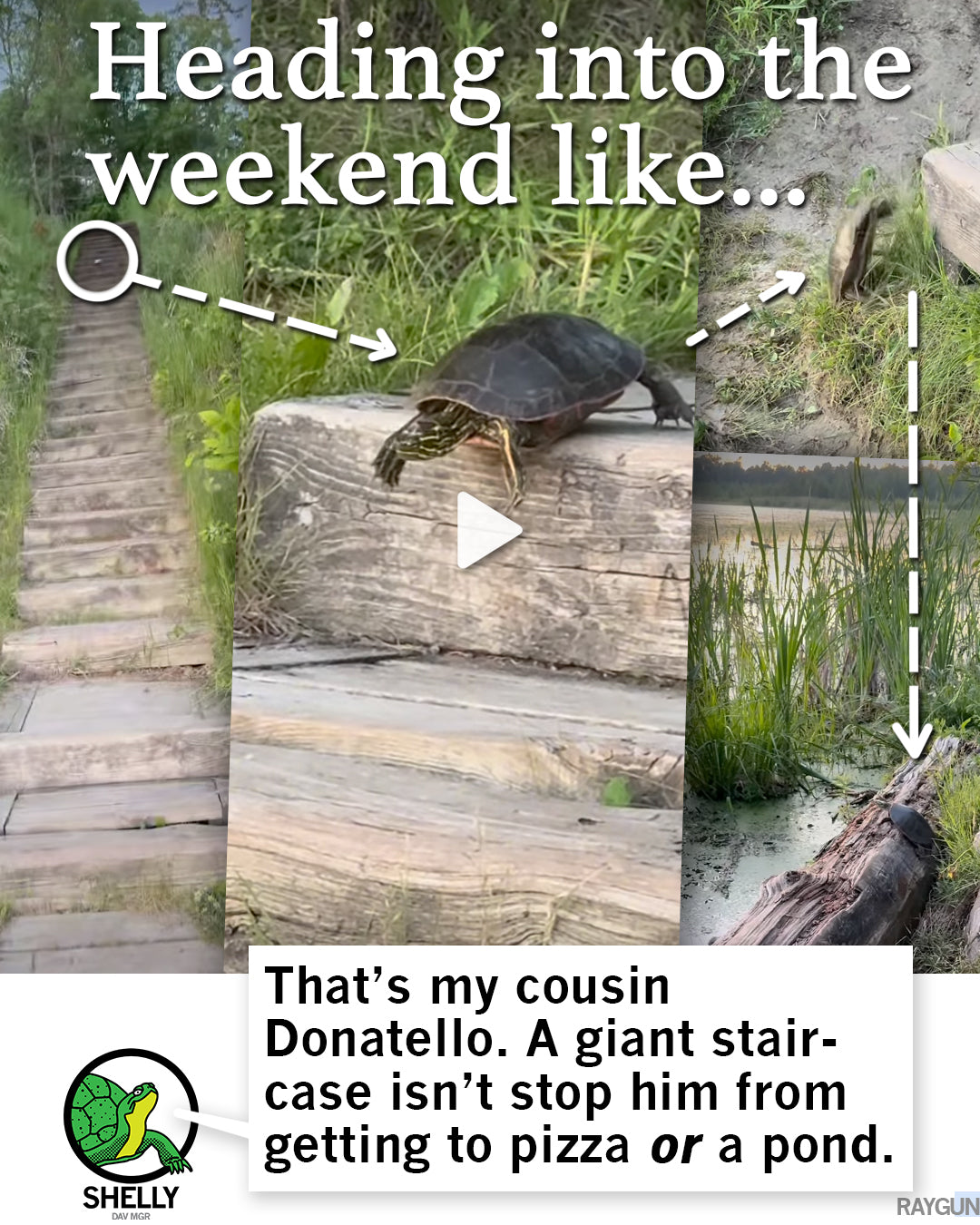 A turtle climbs over a wooden step on a path, with text that reads, Heading into the weekend like... Thats my cousin Donatello. A giant staircase isnt stop him from getting to pizza or a pond.