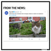 A tweet from The Hill titled, 1,000 feral cats released onto Chicago streets to tackle rat explosion, featuring two cats from the Tree House Animals Humane Society in a grassy area.