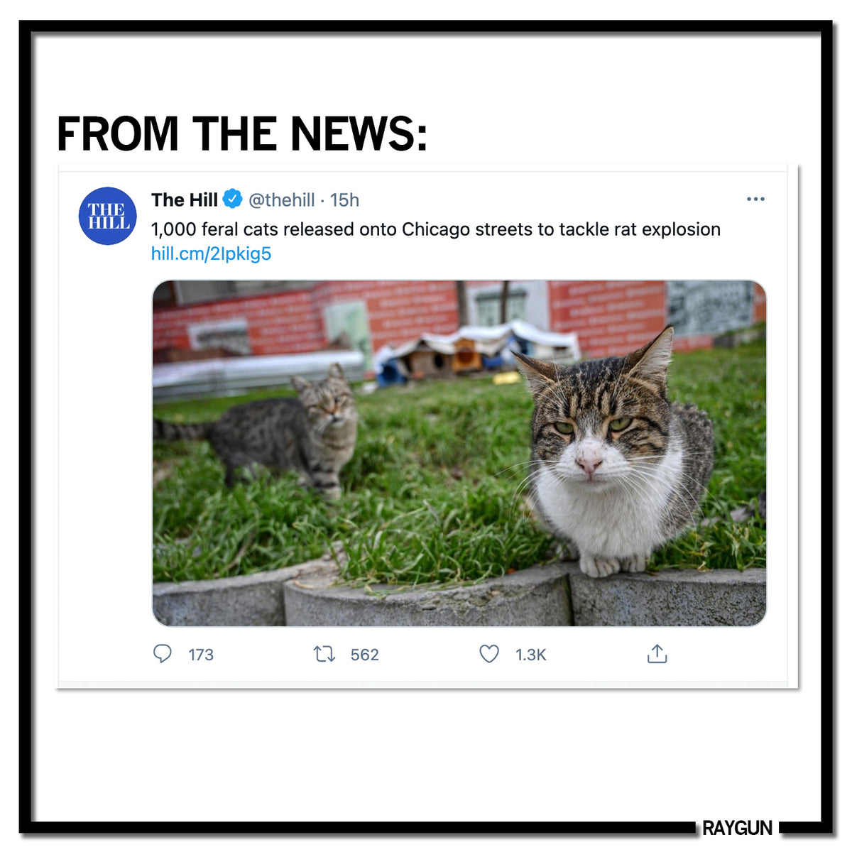 A tweet from The Hill titled, 1,000 feral cats released onto Chicago streets to tackle rat explosion, featuring two cats from the Tree House Animals Humane Society in a grassy area.