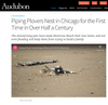 A Piping Plover sits in a sand nest on a beach, near a union made Chicago T-shirt.