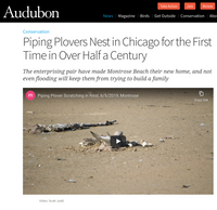 Chicago Is For Plovers