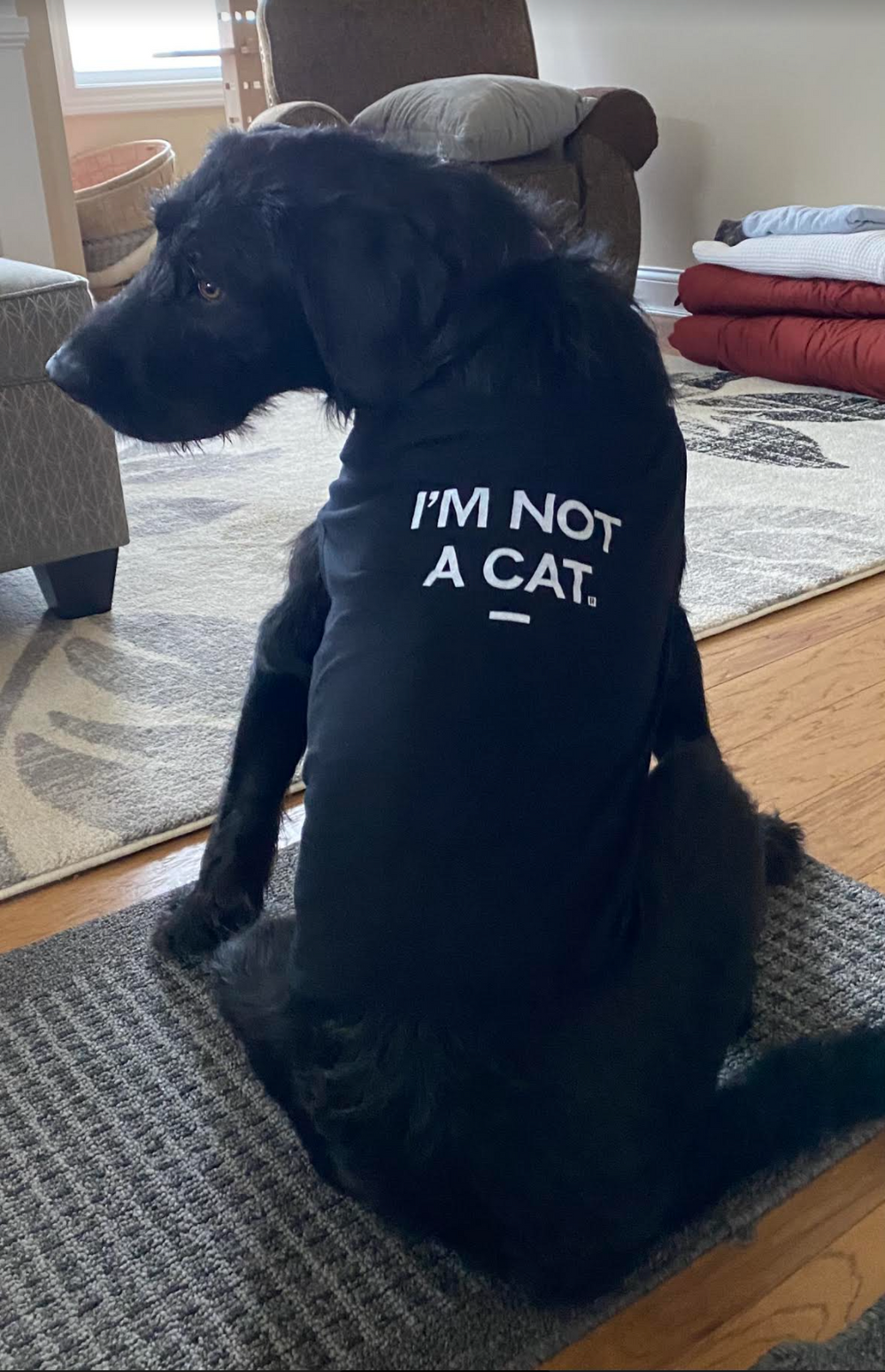 I'm Not A Cat Dog Shirt