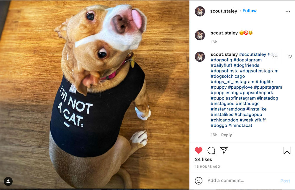 I'm Not A Cat Dog Shirt