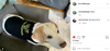 A beagle wears a black RAYGUN dog shirt with Ask me about my Instagram printed in yellow text.