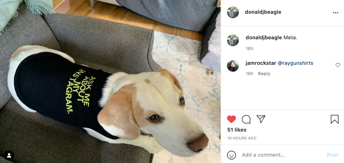 A beagle wears a black RAYGUN dog shirt with Ask me about my Instagram printed in yellow text.