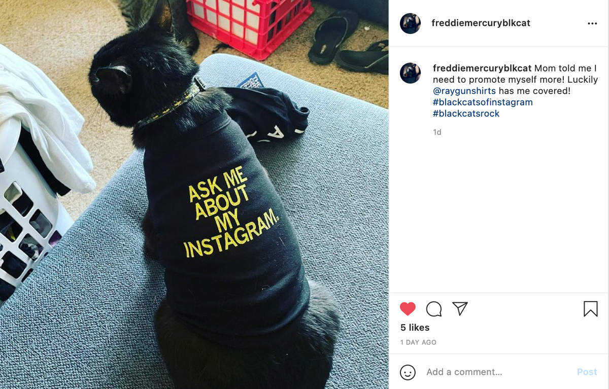 A black cat sits on a couch wearing a black RAYGUN shirt that says ASK ME ABOUT MY INSTAGRAM in yellow text.