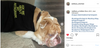 A bulldog wearing a black RAYGUN dog shirt that says ASK ME ABOUT MY INSTAGRAM lies on the floor.