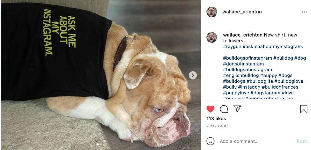 A bulldog wearing a black RAYGUN dog shirt that says ASK ME ABOUT MY INSTAGRAM lies on the floor.