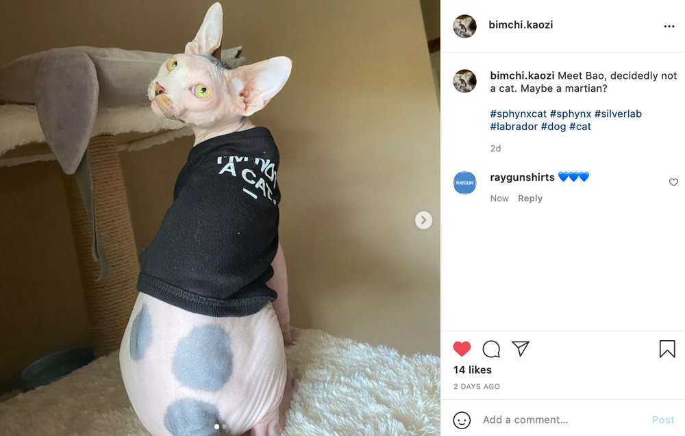 I'm Not A Cat Dog Shirt