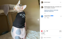 I'm Not A Cat Dog Shirt