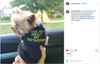 A small Yorkshire terrier wearing a black RAYGUN dog shirt that reads, ASK ME ABOUT MY INSTAGRAM, while being held inside a car.