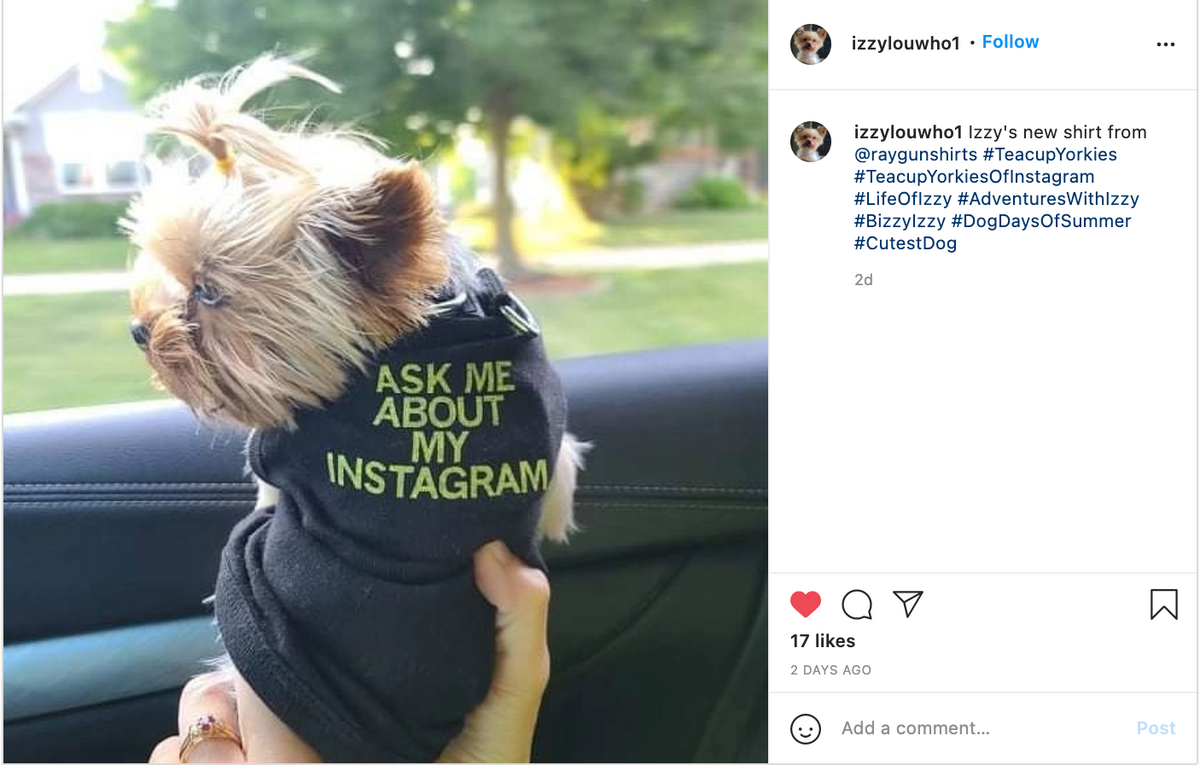 A small Yorkshire terrier wearing a black RAYGUN dog shirt that reads, ASK ME ABOUT MY INSTAGRAM, while being held inside a car.