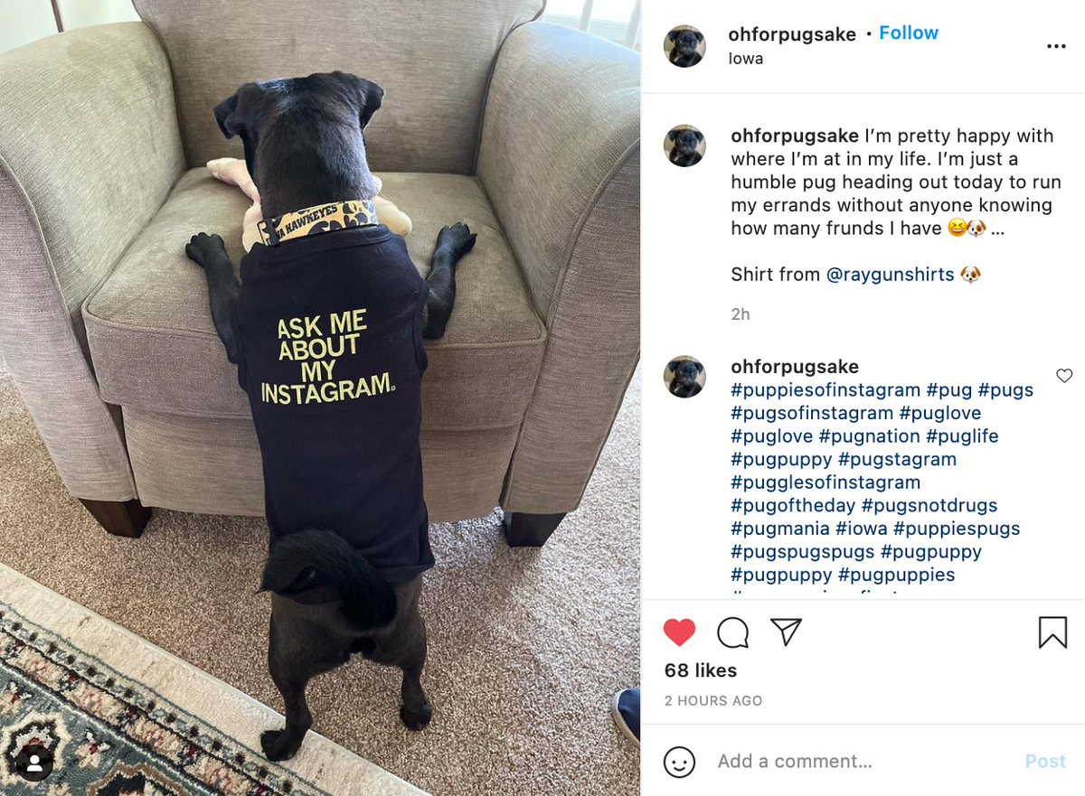 A black pug standing on its hind legs in an armchair, wearing a black Instagram dog shirt that says ASK ME ABOUT MY INSTAGRAM.
