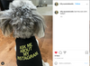 A fluffy gray dog seen from behind, wearing a black RAYGUN dog shirt that reads, ASK ME ABOUT MY INSTAGRAM.
