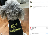 Ask Me About My Instagram Dog Shirt