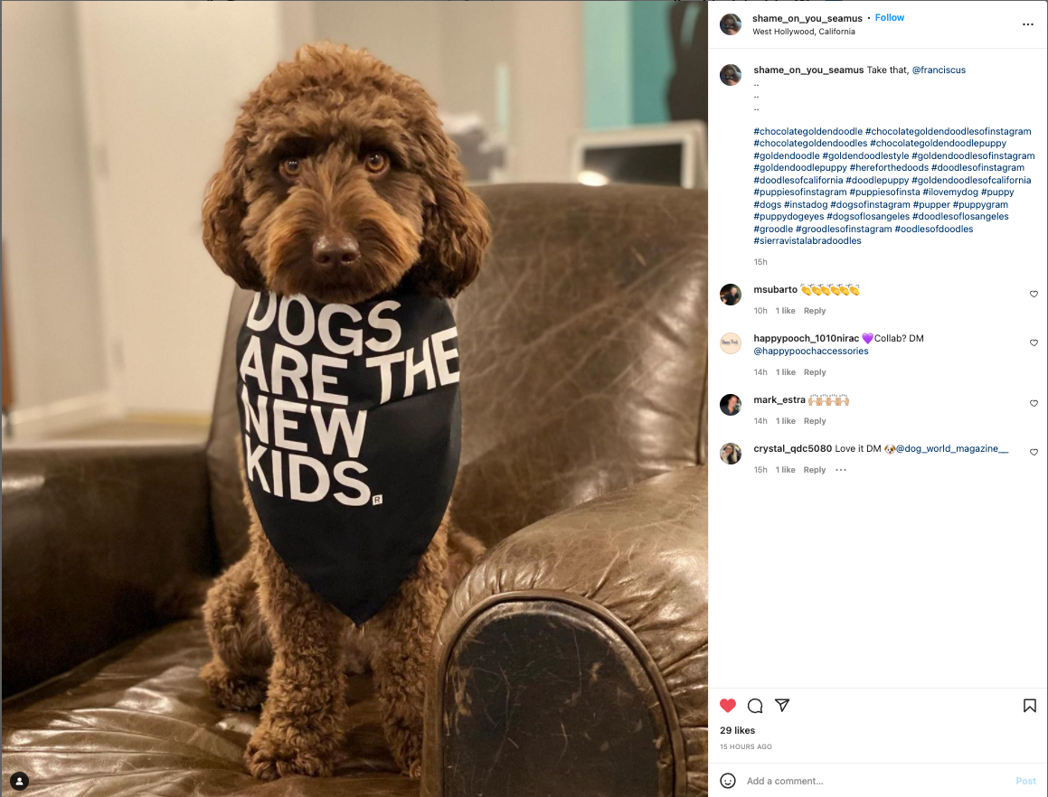A brown curly-haired dog sits on a leather armchair, wearing a black dog bandana from RAYGUN that says DOGS ARE THE NEW KIDS.