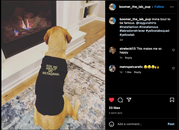 A yellow Labrador wearing a black RAYGUN dog shirt that says ASK ME ABOUT MY INSTAGRAM sits on a rug in front of a fireplace.