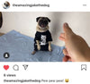 A pug wearing a black cat t-shirt sits on a blue blanket as a hand makes a finger gun gesture toward it.