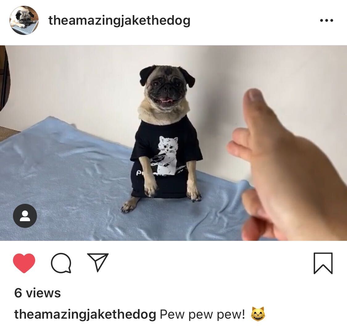 A pug wearing a black cat t-shirt sits on a blue blanket as a hand makes a finger gun gesture toward it.