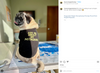 A pug sits on an exam table wearing a black RAYGUN dog shirt that says, Ask me about my Instagram.