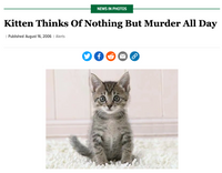 The Onion: Kitten Thinks of Murder